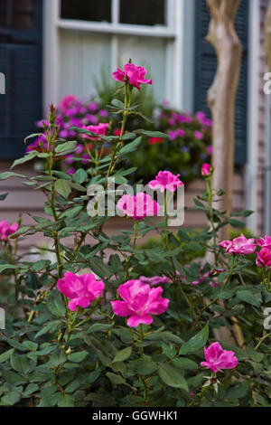 Busch im Hof der Südstaaten in die historische Altstadt von CHARLESTON, SOUTH CAROLINA stieg Stockfoto