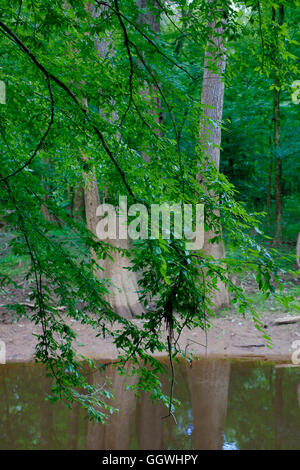 CONGAREE Nationalpark ist bekannt für seine unberührte Natur - Süd CAROLINA Stockfoto