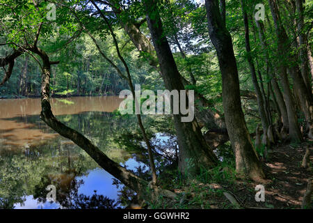 CONGAREE Nationalpark ist bekannt für seine unberührte Natur - Süd CAROLINA Stockfoto