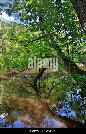 CONGAREE Nationalpark ist bekannt für seine unberührte Natur - Süd CAROLINA Stockfoto