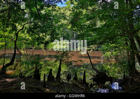 CONGAREE Nationalpark ist bekannt für seine unberührte Natur - Süd CAROLINA Stockfoto