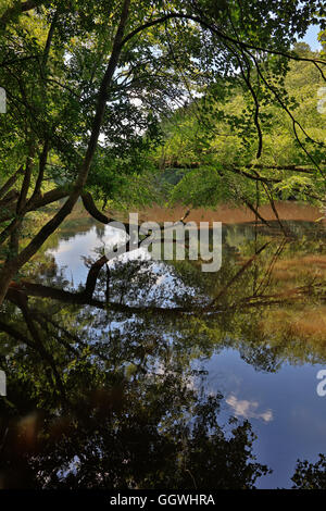 CONGAREE Nationalpark ist bekannt für seine unberührte Natur - Süd CAROLINA Stockfoto