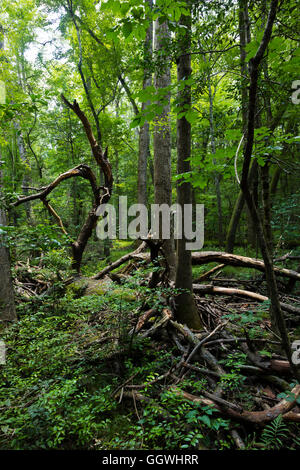 CONGAREE Nationalpark ist bekannt für seine unberührte Natur - Süd CAROLINA Stockfoto