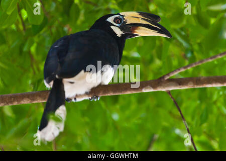 ORIENTAL PIED HORNBILL im KHAO SOK Nationalpark - THAILAND Stockfoto