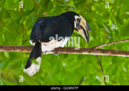 ORIENTAL PIED HORNBILL im KHAO SOK Nationalpark - THAILAND Stockfoto