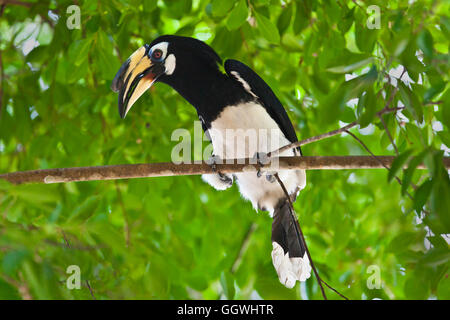 ORIENTAL PIED HORNBILL im KHAO SOK Nationalpark - THAILAND Stockfoto