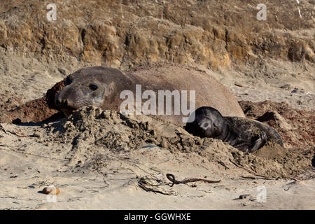 Eine weibliche See-Elefant (Mirounga Angustirostris) mit ihrem Hund am Strand im ANO NUEVO STATE PARK - CALIFORNIA Stockfoto