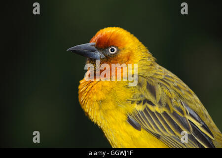 Porträt von einem männlichen Cape-Weber (Ploceus Capensis), Südafrika Stockfoto