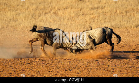 Zwei männliche Streifengnu Connochaetes Taurinus) Kampf um Territorium, Kalahari-Wüste, Südafrika Stockfoto