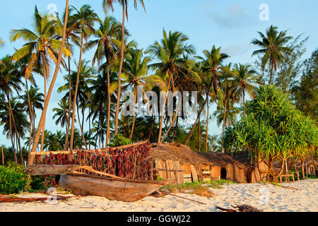 Hölzerne Segelschiff (dau) und Palmen an einem tropischen Strand von Sansibar Stockfoto