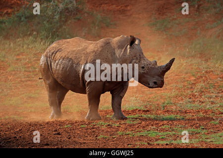 Ein Breitmaulnashorn (Ceratotherium Simum) stehen in Staub, Südafrika Stockfoto