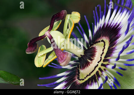 Passiflora, bekannt auch als die Passionsblumen oder Leidenschaft Reben, ist eine Gattung von etwa 500 Arten von Blütenpflanzen. Stockfoto