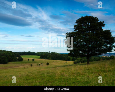 Blick nach Osten von Wentworth Woodhouse in den Wildpark. Stockfoto