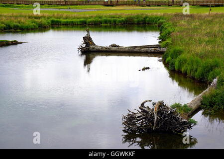 Slough bei Potter Marsh Tierbeobachtungen Boardwalk in Anchorage, Alaska Stockfoto