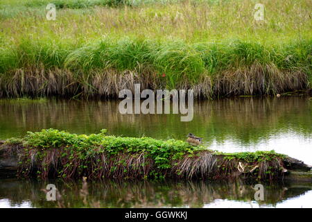 Slough bei Potter Marsh Tierbeobachtungen Boardwalk in Anchorage, Alaska Stockfoto