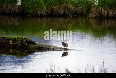 Slough bei Potter Marsh Tierbeobachtungen Boardwalk in Anchorage, Alaska Stockfoto