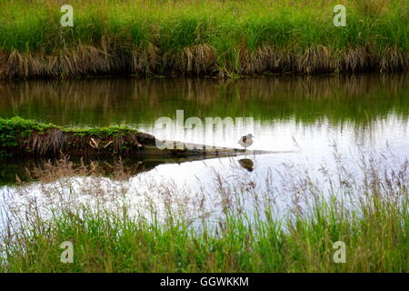 Slough bei Potter Marsh Tierbeobachtungen Boardwalk in Anchorage, Alaska Stockfoto