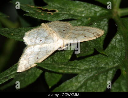 Europäischen kleinen Fan-footed Welle Moth (Idaea Biselata - Geometridae) Stockfoto