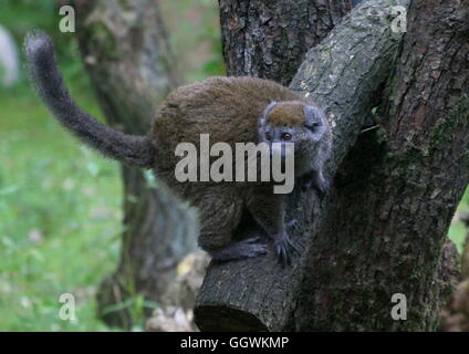 Madagaskar Lac Alaotra Bamboo Lemur (Hapalemur Alaotrensis), auch bekannt als  Alaotran sanfte Lemur. Stockfoto