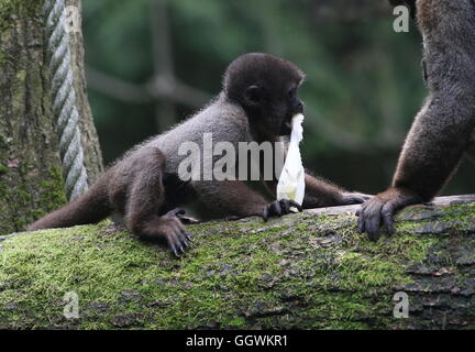 Junge männliche südamerikanisch braun oder Humboldts wollige Affen (Lagothrix Lagotricha) Stockfoto