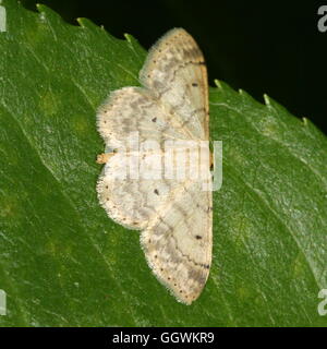 Europäischen kleinen Fan-footed Welle Moth (Idaea Biselata - Geometridae) Stockfoto