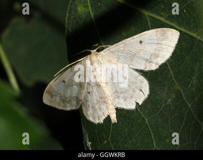 Europäischen kleinen Fan-footed Welle Moth (Idaea Biselata - Geometridae) Stockfoto