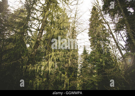 Nadelwald Tiefe Waldlandschaft launische Wetter Farben Stockfoto