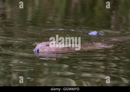 Eurasische Biber (Castor Fiber) Weibchen schwimmen auf den Fischotter in der Abenddämmerung, Devon, UK, Juli. Stockfoto