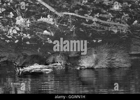 Eurasische Biber (Castor Fiber)-Mutter und zwei ihre Jungen füttern in der Nacht auf einer Weide Bäumchen, die sie zu schneiden, Fischotter, Devon, UK Stockfoto