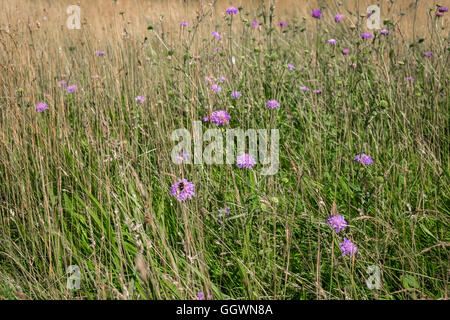 Witwenblume (aka Scabiosa, Schmetterling blau oder Nadelkissen Blume) Blüte in eine Wiese, Sandringham, Norfolk, Großbritannien Stockfoto