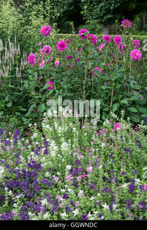 Krautige mehrjährige Grenze Pflanzen blühen im Sommer, Norfolk, England, UK Stockfoto