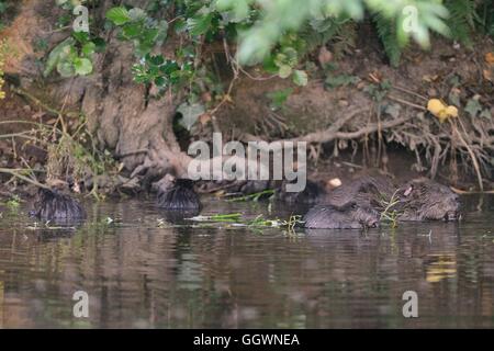 Eurasische Biber (Castor Fiber) Mutter und vier ihrer fünf Kits Fütterung auf eine Weide-Bäumchen, die sie auf den Fischotter, Devon geschnitten wird. Stockfoto
