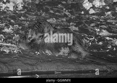 Eurasische Biber (Castor Fiber) Mutter liegt am Ufer des River Otter in der Nacht als eines ihrer Kits Anstiege auf dem Rücken, Devon Stockfoto