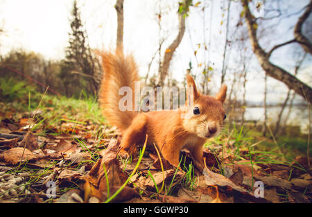 Eichhörnchen Sie rotes Fell lustige Tiere Herbstwald auf Hintergrund wilde Natur Tier thematische (Sciurus Vulgaris, Nager) Stockfoto