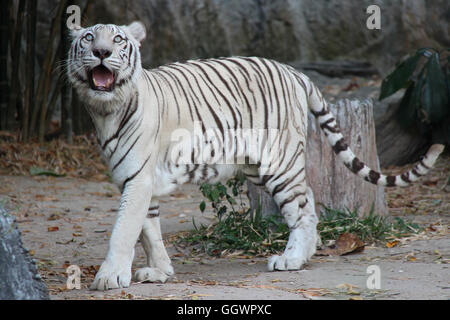 Weiße Tiger in einem Zoo in Thailand. Stockfoto