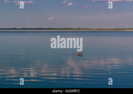 Entspannende Wasserlandschaft mit einsame Ente und Wolken Reflexion Stockfoto