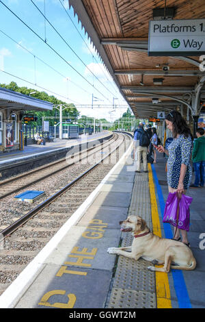 Frau am Handy mit Hund warten in Berkhamsted Bahnhof Zug nach London Stockfoto