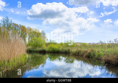 Schilf an einem sonnigen Tag mit blauem Himmel Reflexionen auf den Fluss Arun auf & Feuchtgebiete Wildfowl Trust, Arundel, West Sussex, UK Stockfoto