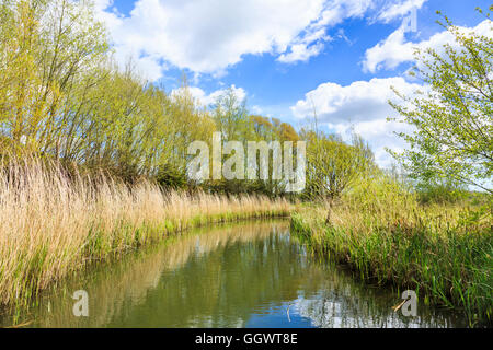 Schilf an einem sonnigen Tag mit blauem Himmel Reflexionen auf den Fluss Arun auf & Feuchtgebiete Wildfowl Trust, Arundel, West Sussex, UK Stockfoto