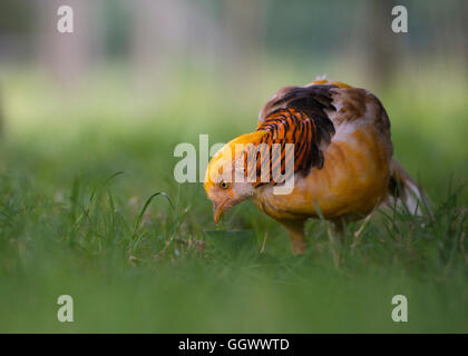 Nahaufnahme von einem männlichen gelbe Goldfasan (Chrysolophus Pictus Mut Luteus) auf dem grünen Rasen mit geringer Schärfentiefe Stockfoto