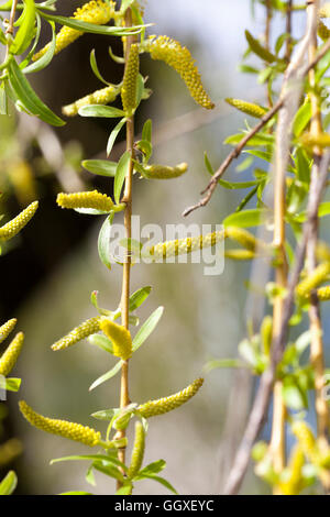 Weiden im Frühjahr Stockfoto