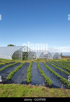Tunnel, wachsen verschiedene Gemüse, Hopfen & Heilpflanzen, Reihen von Kartoffeln im Vordergrund. Stockfoto