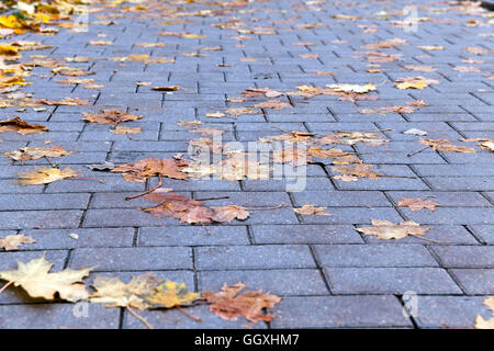 Blätter auf dem Bürgersteig, Herbst Stockfoto