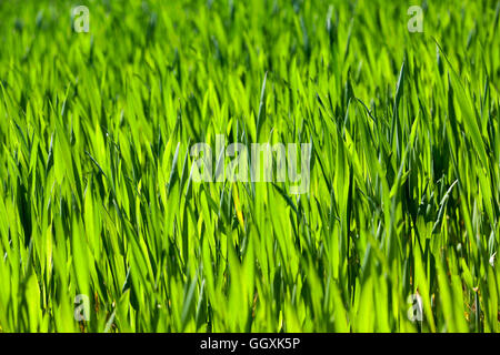 Weizen hautnah Stockfoto