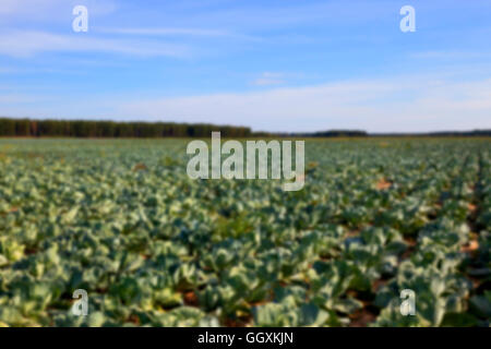 Feld mit Kohl, Sommer Stockfoto