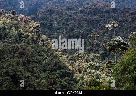 Carpish Cloud forest in huánuco Abteilung, Peru. Stockfoto