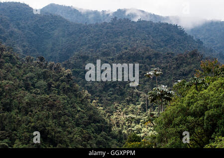 Carpish Nebelwald in Huanuco Abteilung, Peru. Stockfoto