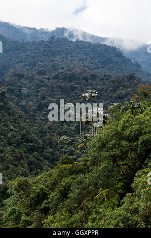 Carpish Cloud forest in huánuco Abteilung, Peru. Stockfoto