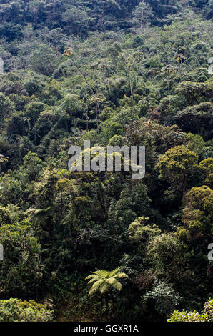 Carpish Nebelwald in Huanuco Abteilung, Peru. Stockfoto