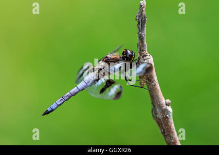 Zwölf entdeckt Skimmer (Libellula Pulchella) Stockfoto